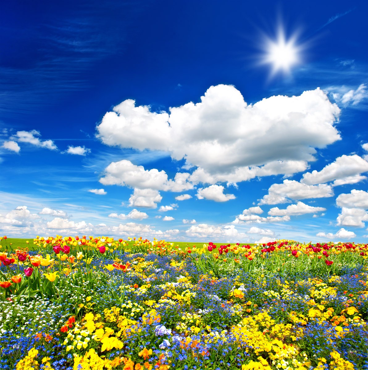 картинка Фотообои поле с разноцветными цветами на фоне неба и облаковот интернет-магазина Фотомили