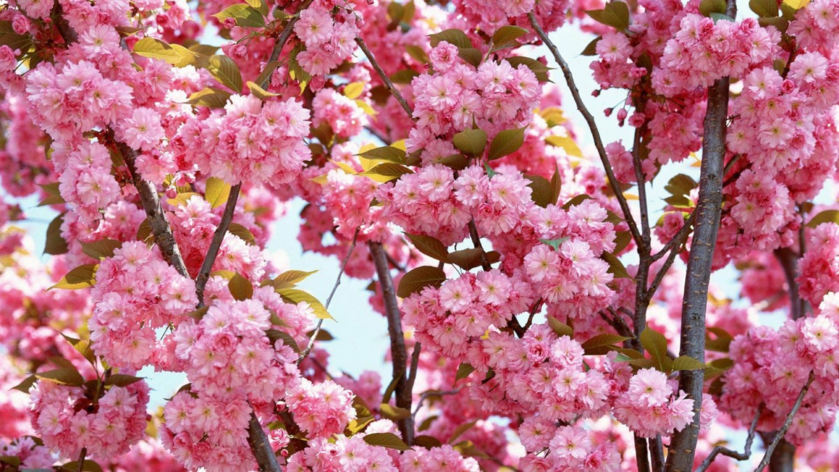 картинка Фотообои цветущая розовая сакураот интернет-магазина Фотомили