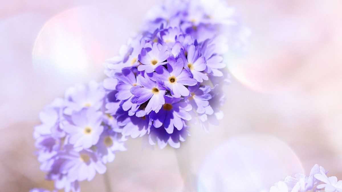 картинка Фотообои нежно голубые цветы на белом фонеот интернет-магазина Фотомили