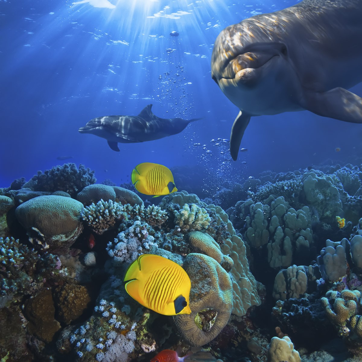 картинка Фотообои дельфины под водой с желтыми рыбками и коралламиот интернет-магазина Фотомили