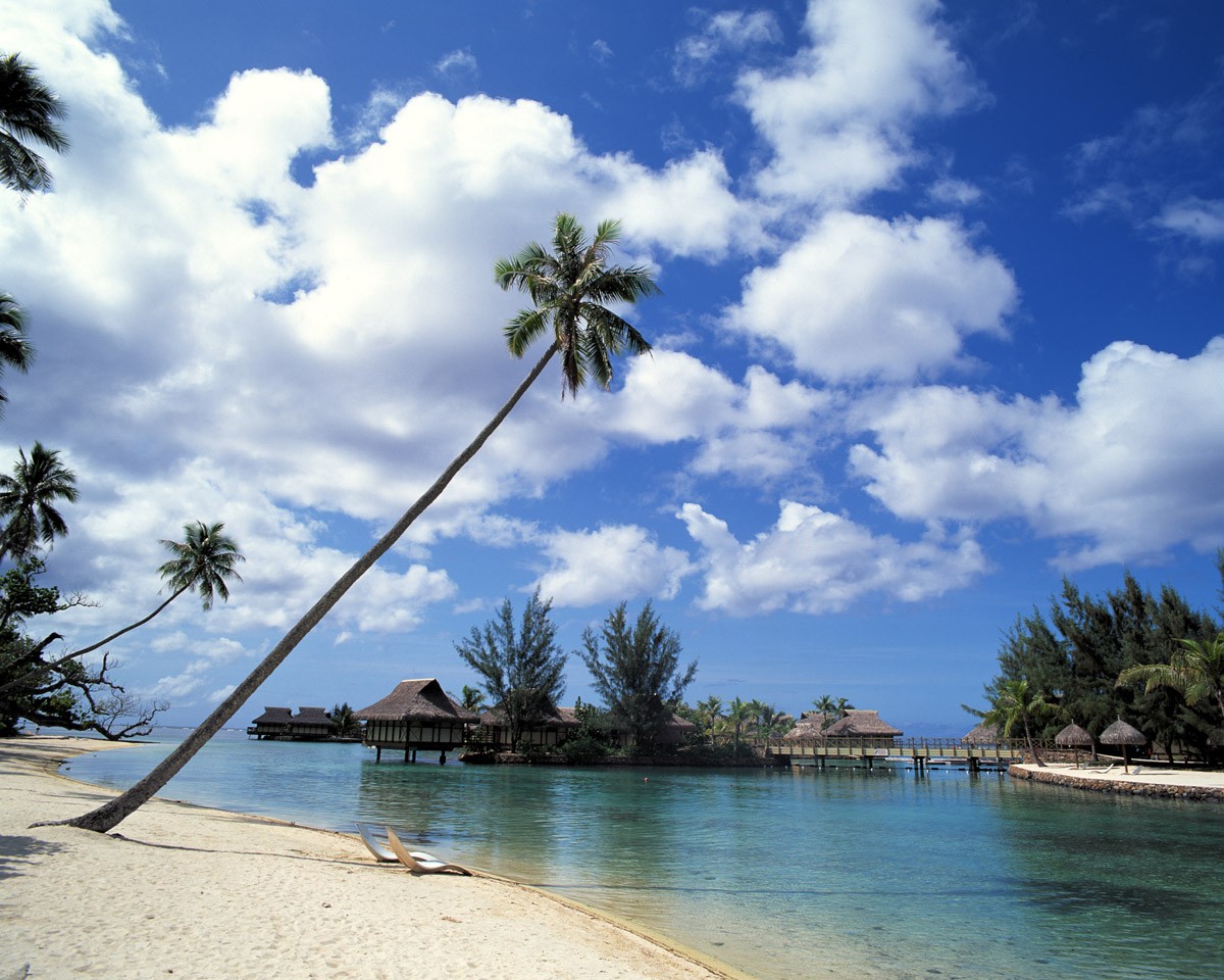 картинка Фотообои высокая пальма с видом на бунгало в водеот интернет-магазина Фотомили