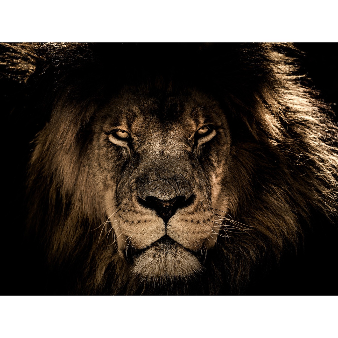 картинка Фотообои лев на темном фонеот интернет-магазина Фотомили