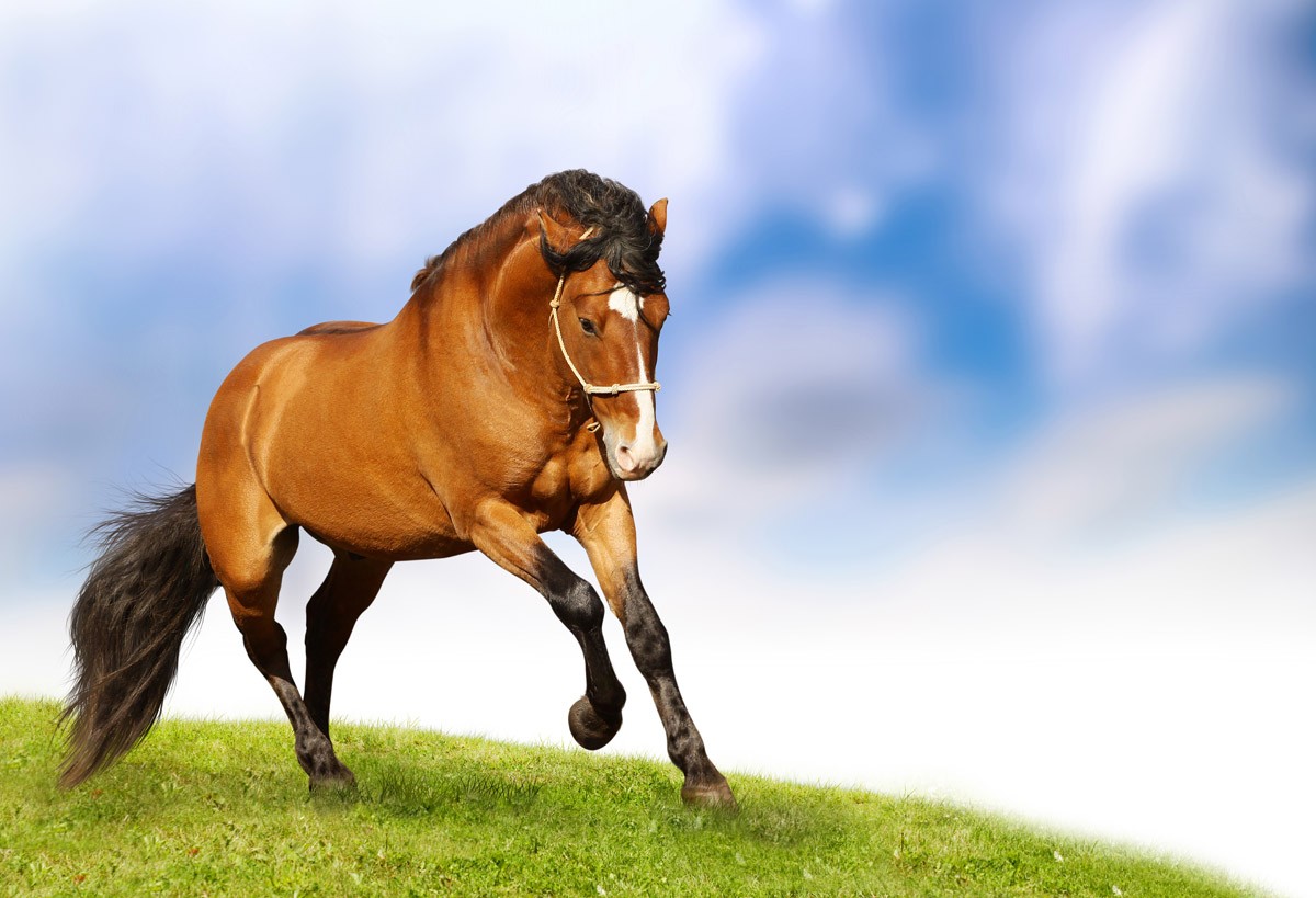 картинка Фотообои западная лошадь на фоне неба и травыот интернет-магазина Фотомили