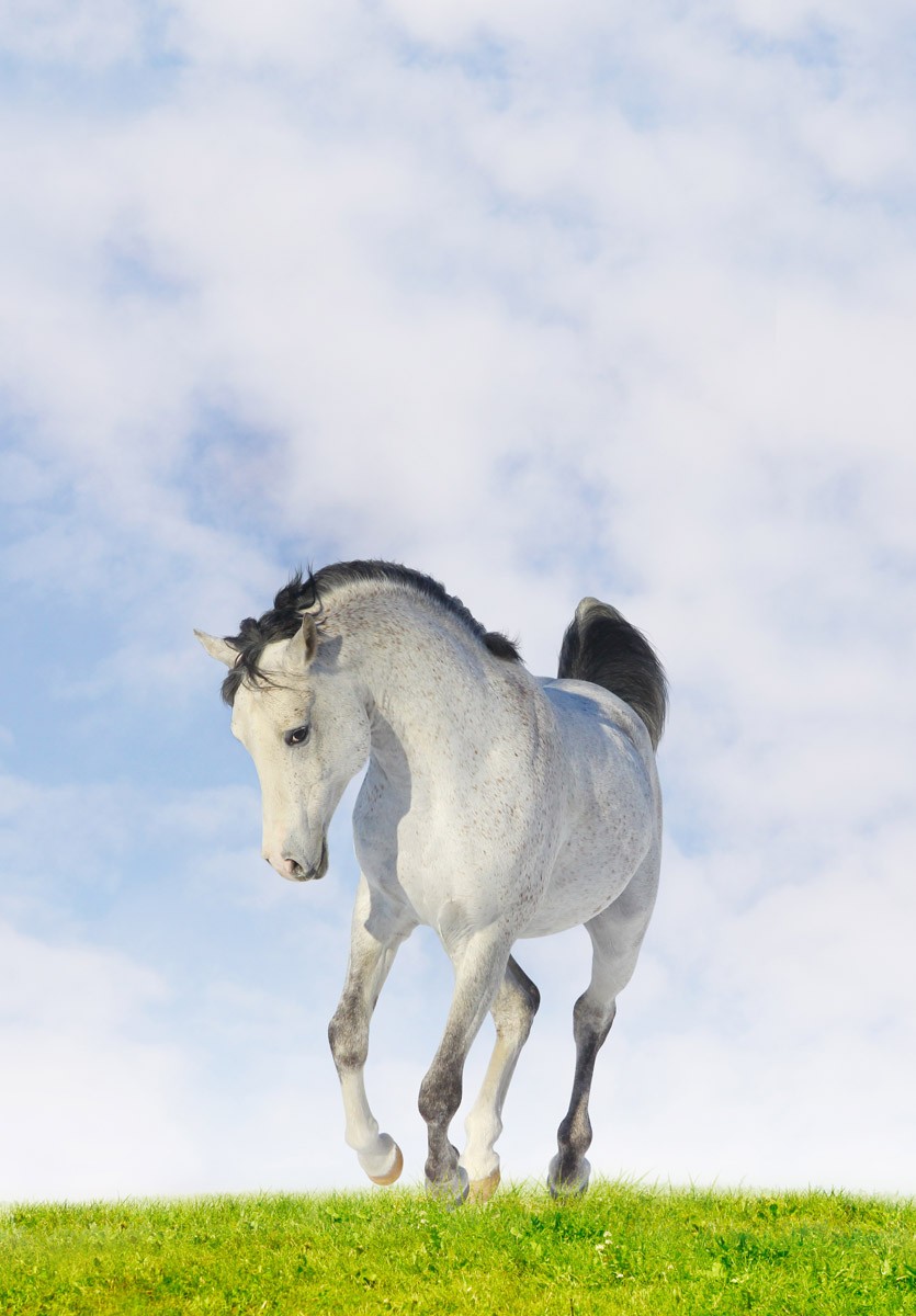 картинка Фотообои белый конь с серой гривой скачущий по травеот интернет-магазина Фотомили