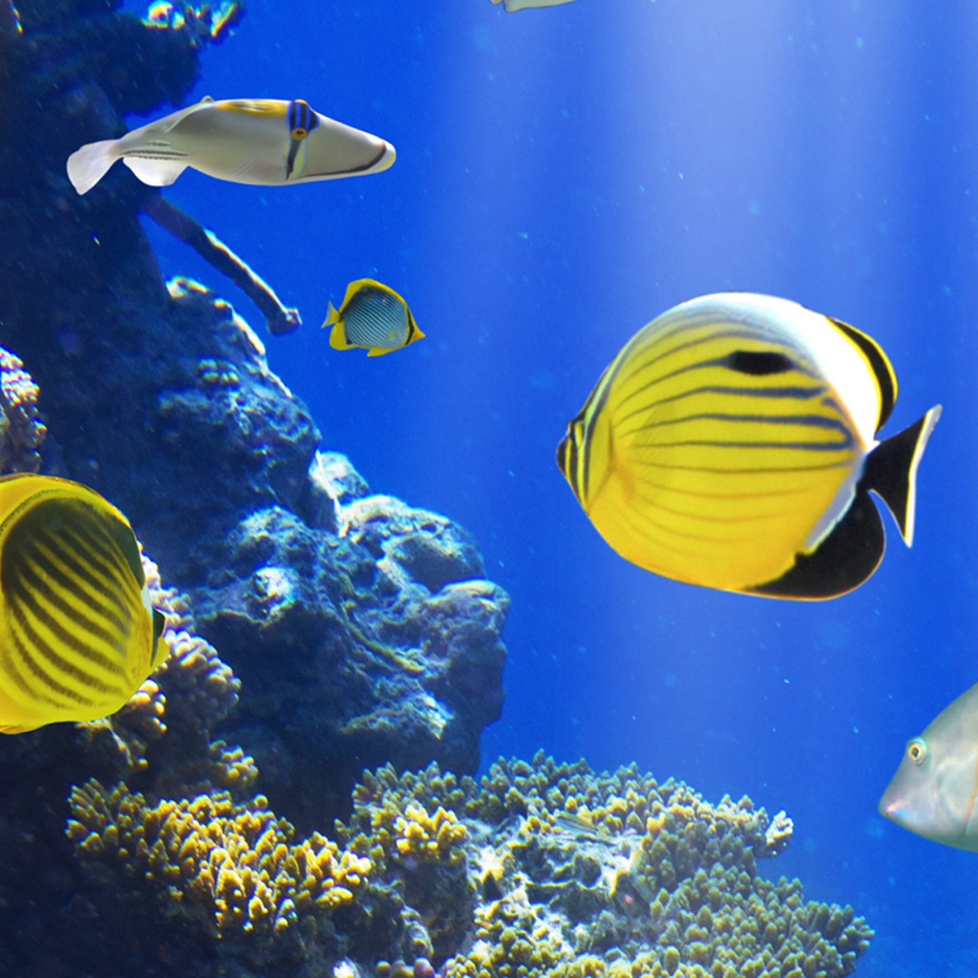 картинка Фотообои подводный мир с рифовыми рыбками и коралловыми рифами от интернет-магазина Фотомили