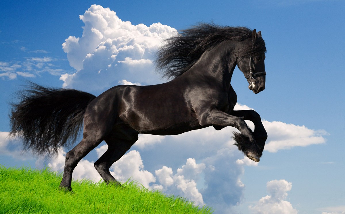 картинка Фотообои черный вороной конь на фоне облаков и травыот интернет-магазина Фотомили