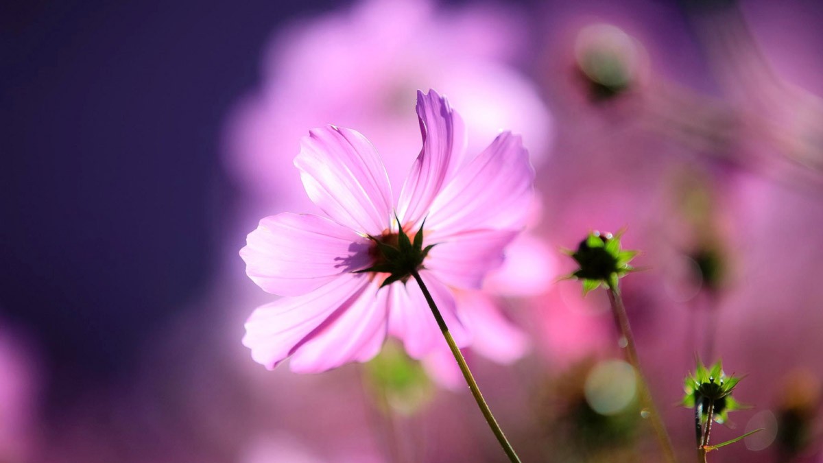 картинка Фотообои розовые цветочки космеиот интернет-магазина Фотомили