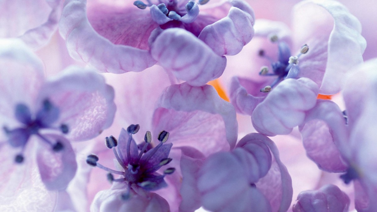 картинка Фотообои нежно фиолетовые цветы крупным планомот интернет-магазина Фотомили