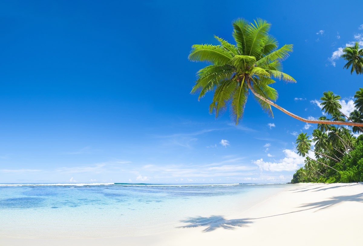 картинка Фотообои пальма белоснежный песок и прозрачное мореот интернет-магазина Фотомили