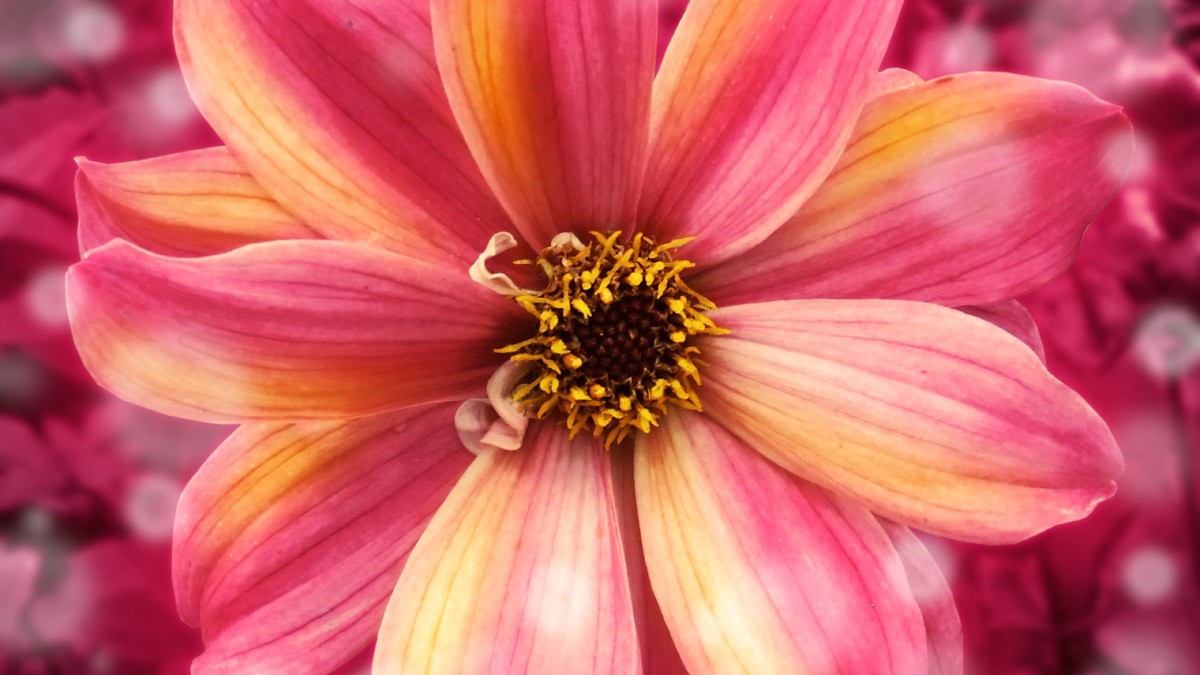 картинка Фотообои розовый цветок космеи крупным планомот интернет-магазина Фотомили