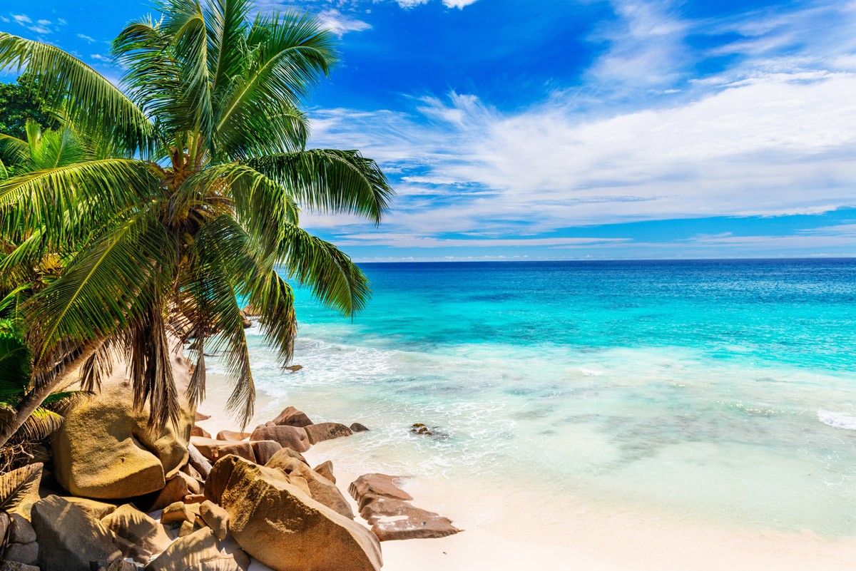 картинка Фотообои лазурный тропический пляж с пальмойот интернет-магазина Фотомили