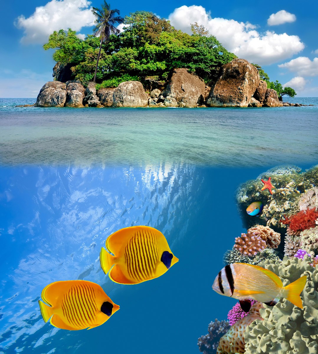 картинка Фотообои желтые рыбки под водой с видом на островот интернет-магазина Фотомили