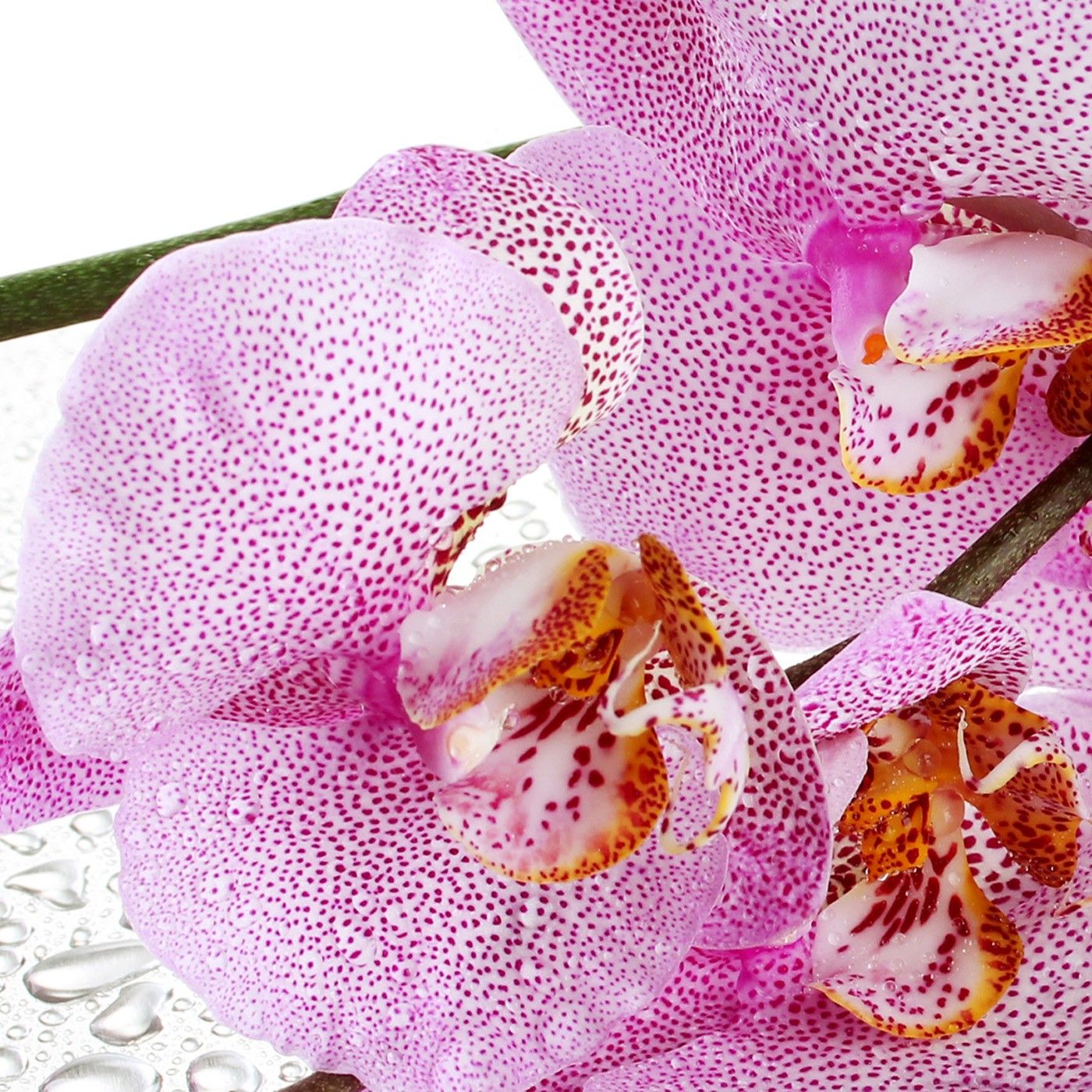 картинка Фотообои цветение орхидеи фаленопсис манхэттенот интернет-магазина Фотомили