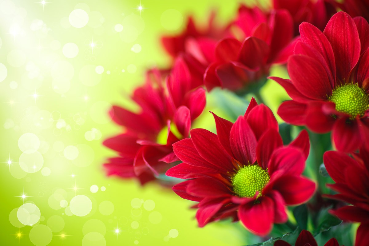 картинка Фотообои букет красных цветов на салатовом фонеот интернет-магазина Фотомили