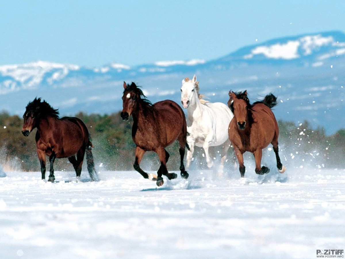 картинка Фотообои четыре скачущих по снегу коня на фоне горот интернет-магазина Фотомили