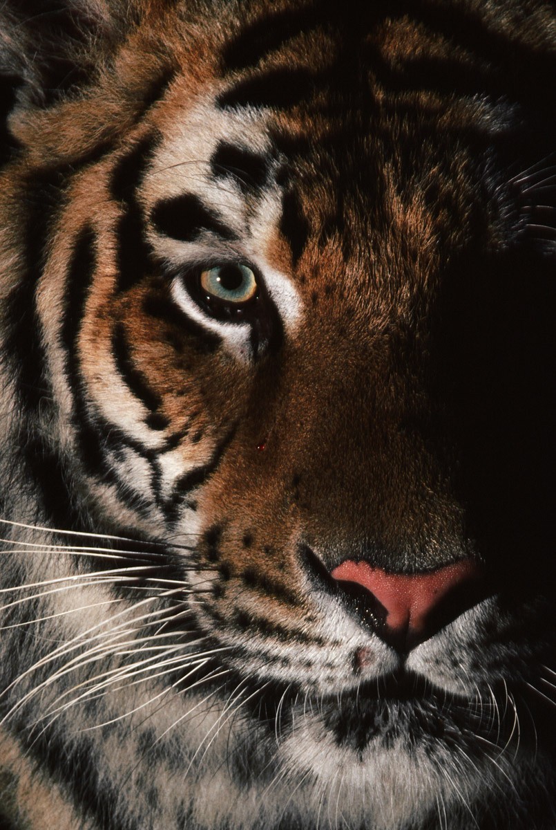 картинка Фотообои тигр крупный планот интернет-магазина Фотомили