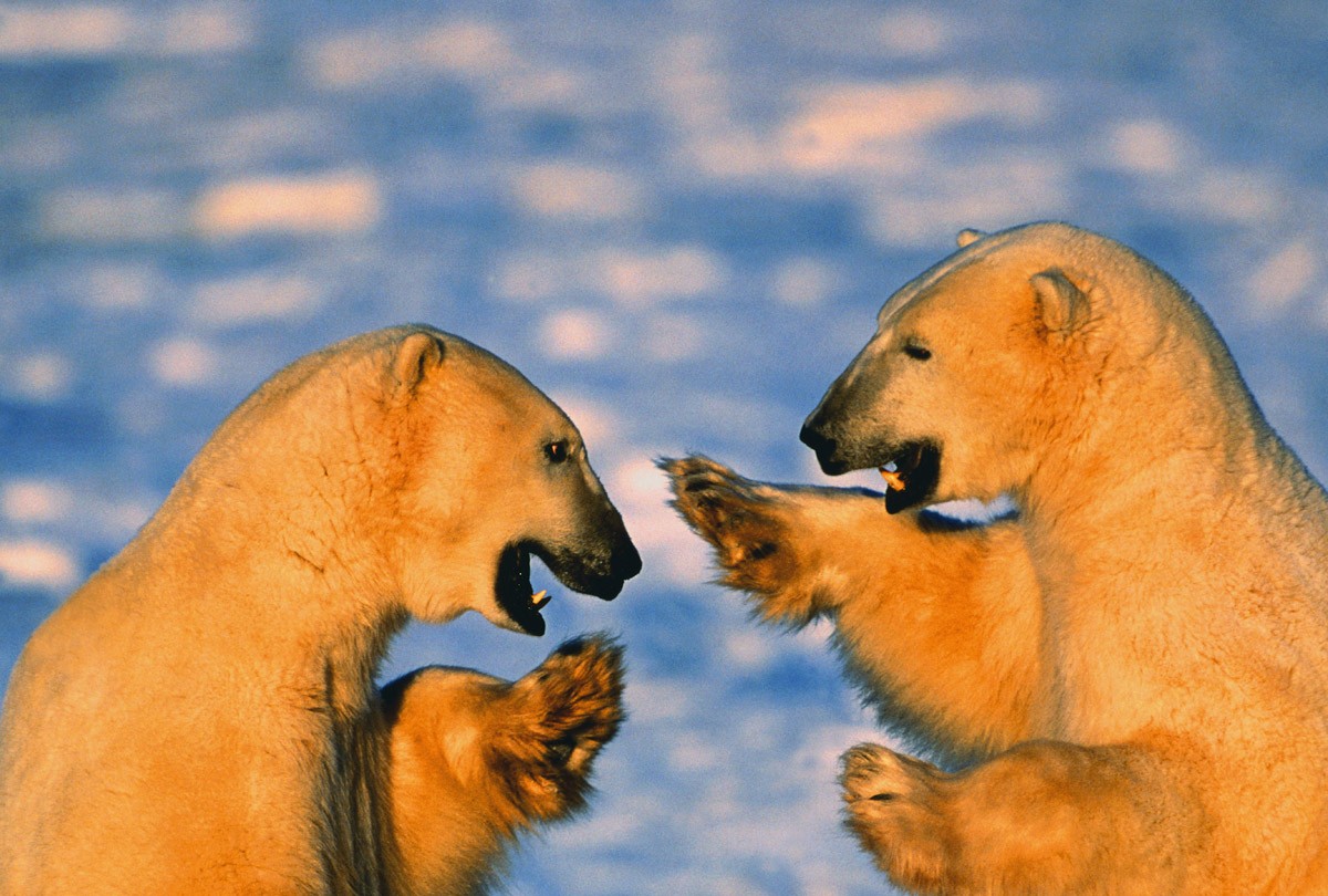 картинка Фотообои белые медведи в водеот интернет-магазина Фотомили