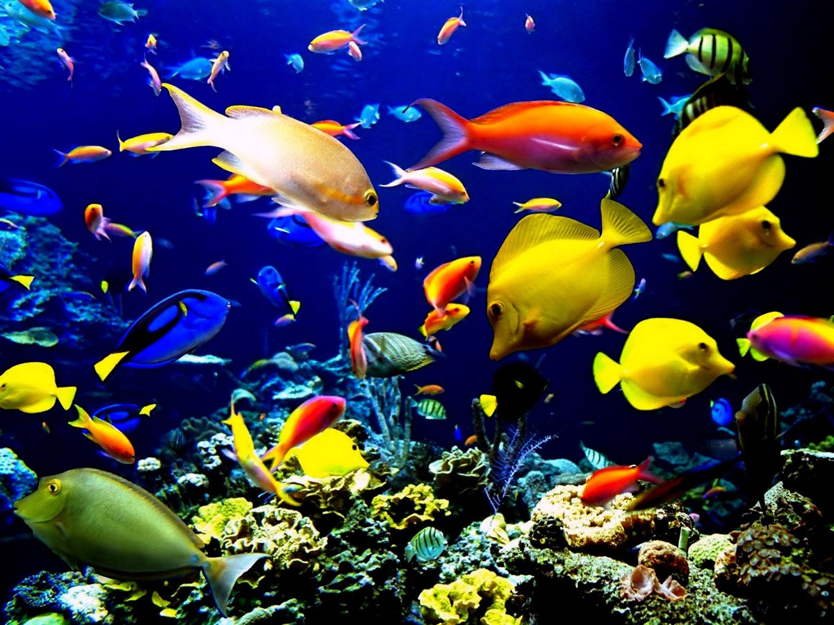 картинка Фотообои яркие рифовые рыбки под водой с коралламиот интернет-магазина Фотомили