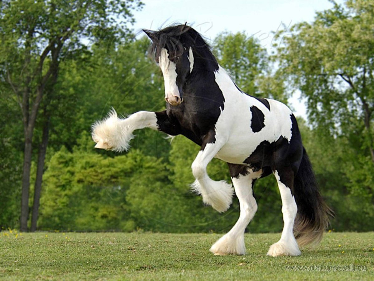 картинка Фотообои конь цыганский Ваннер в стойкеот интернет-магазина Фотомили