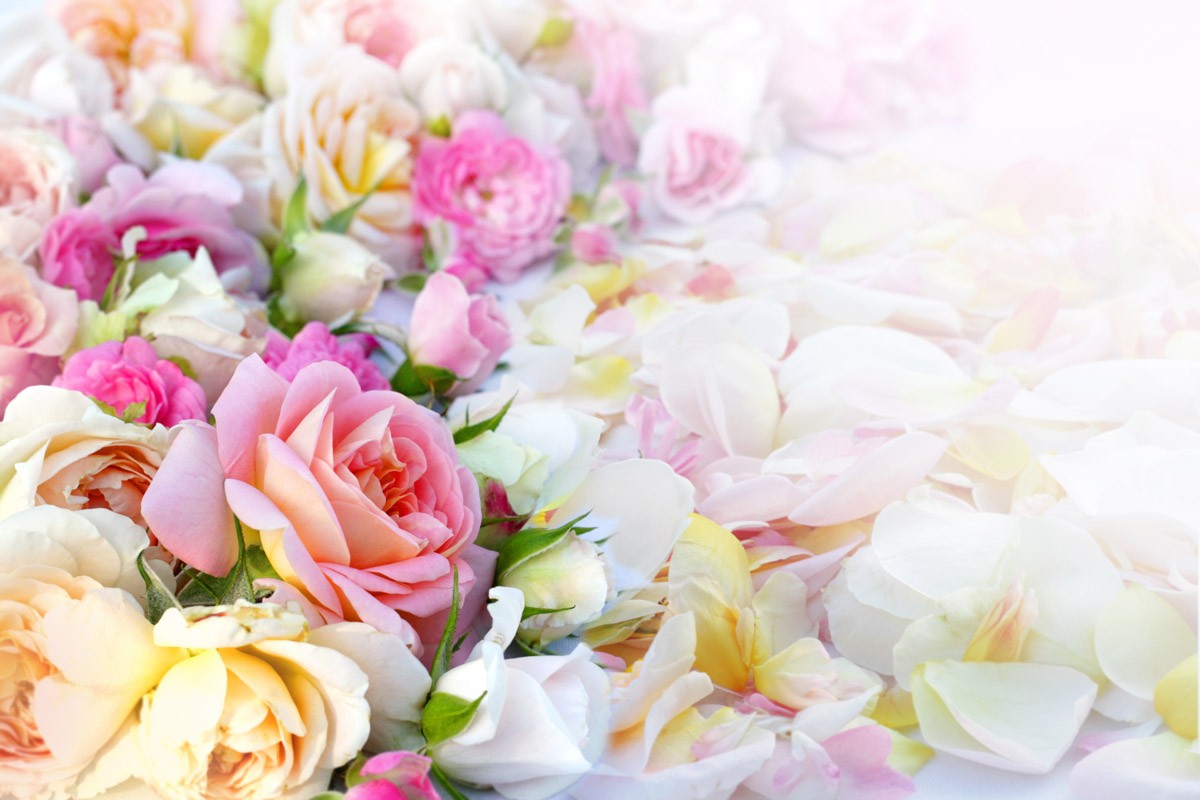картинка Фотообои розовые желтые и белые розы в лепесткахот интернет-магазина Фотомили