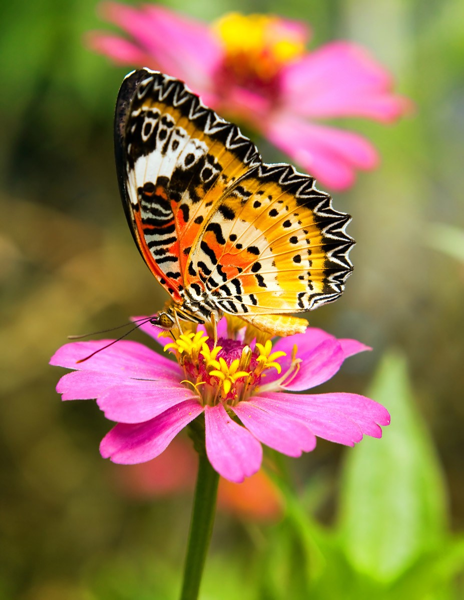 картинка Фотообои бабочка златоглазка на цветкеот интернет-магазина Фотомили