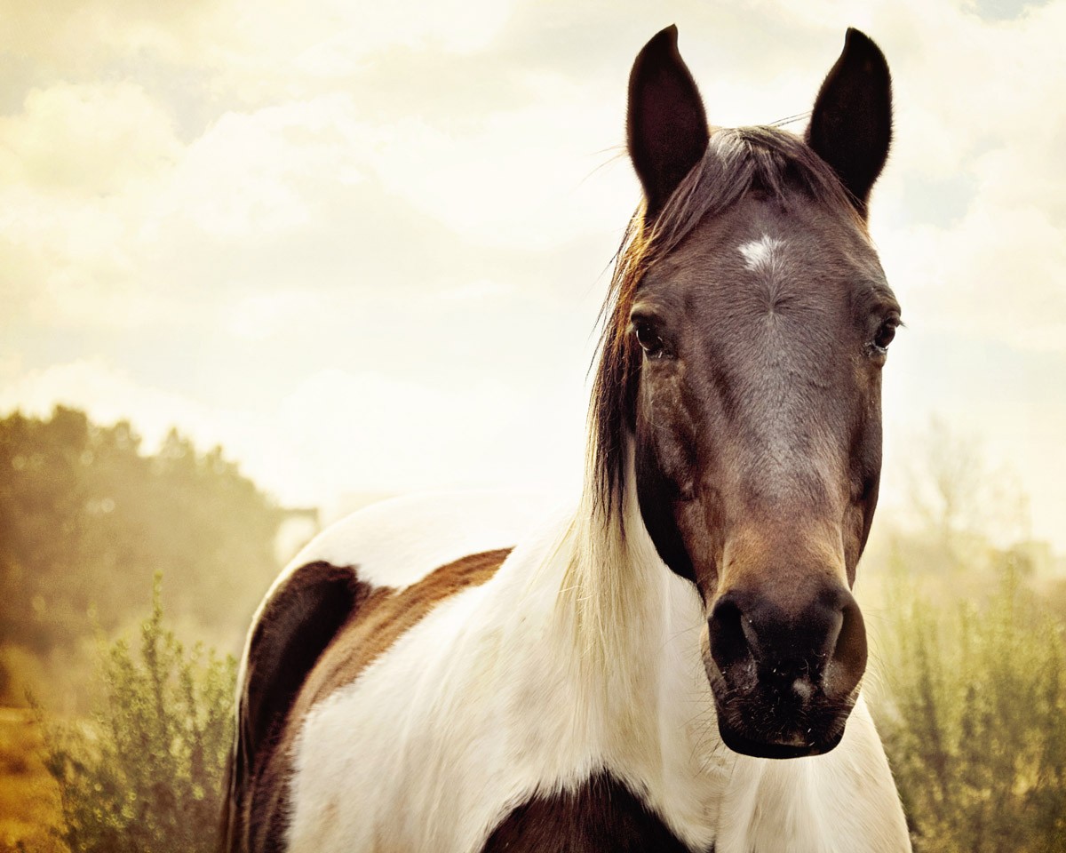 картинка Фотообои профиль красивой лошадиот интернет-магазина Фотомили