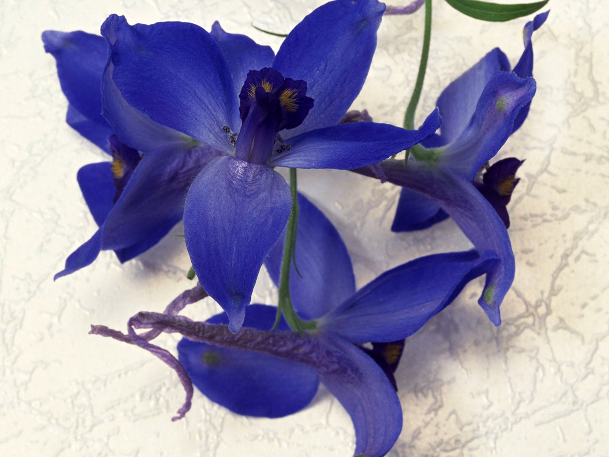картинка Фотообои синий цветок дельфиниум крупным планомот интернет-магазина Фотомили