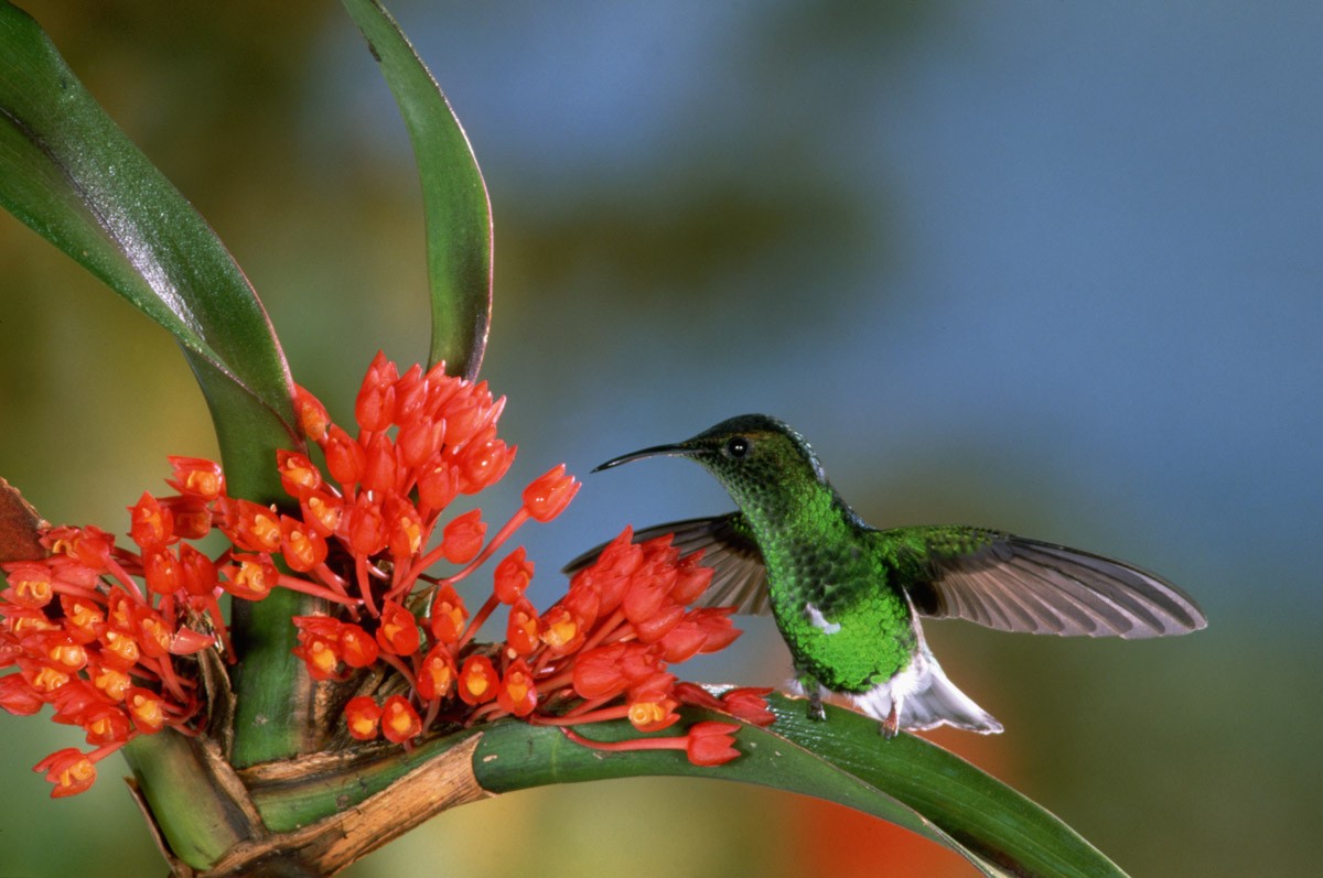 картинка Фотообои зеленый колибри сидит на веточке с цветкомот интернет-магазина Фотомили