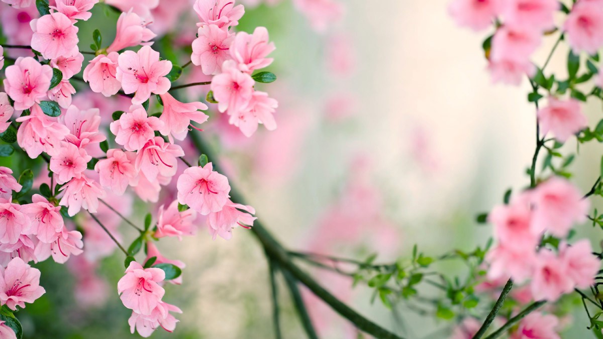 картинка Фотообои веточки розовой сакуры крупным планомот интернет-магазина Фотомили