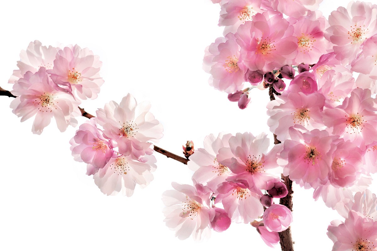 картинка Фотообои веточки цветущей белой сакуры на белом фонеот интернет-магазина Фотомили