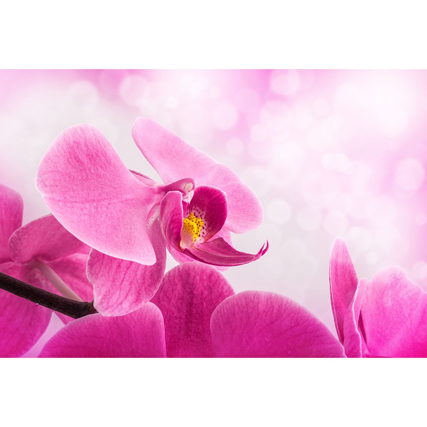 картинка Фотообои сиреневые орхидеиот интернет-магазина Фотомили