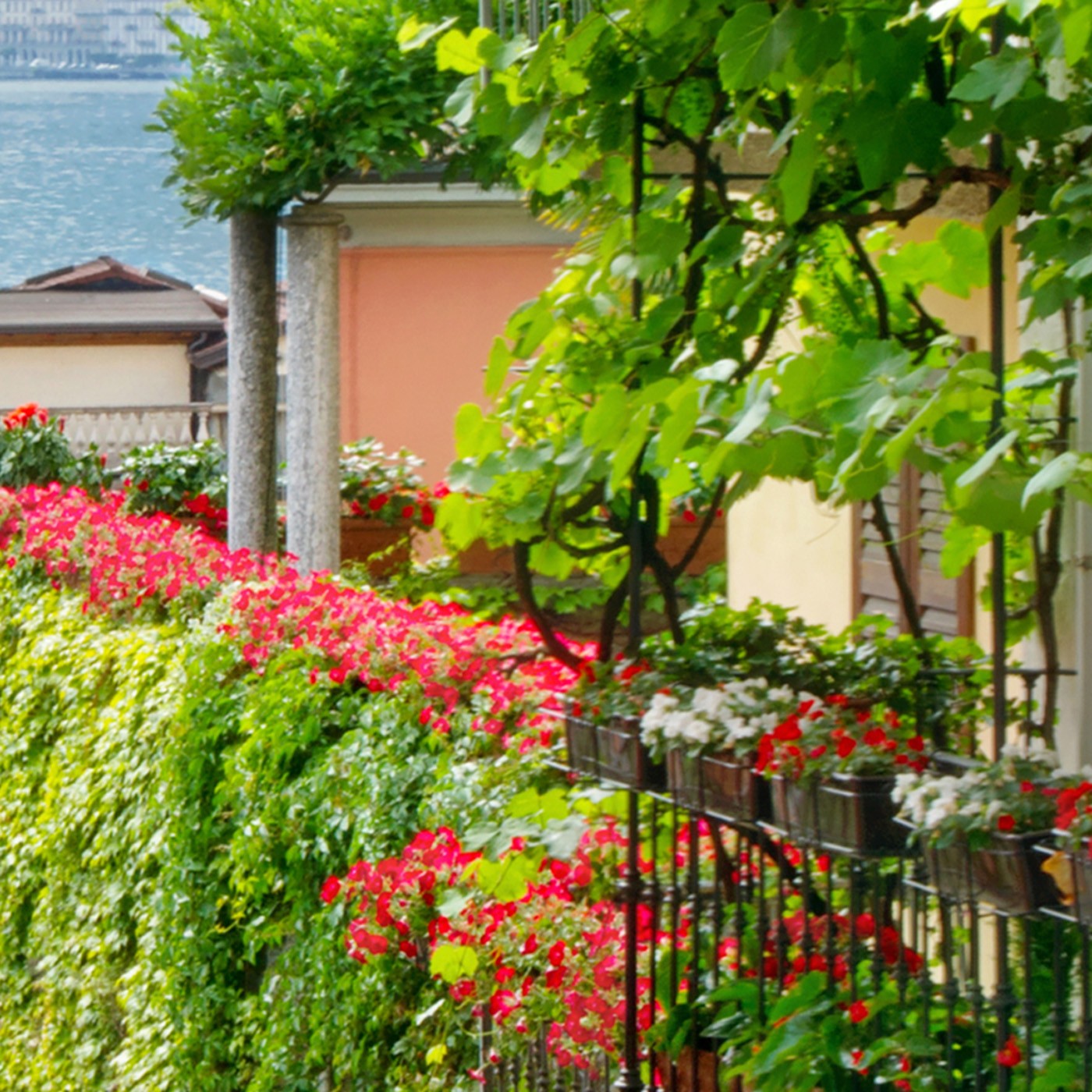 картинка Фотообои с видом на террасу с цветущими петуниями и плетущимися растениями от интернет-магазина Фотомили