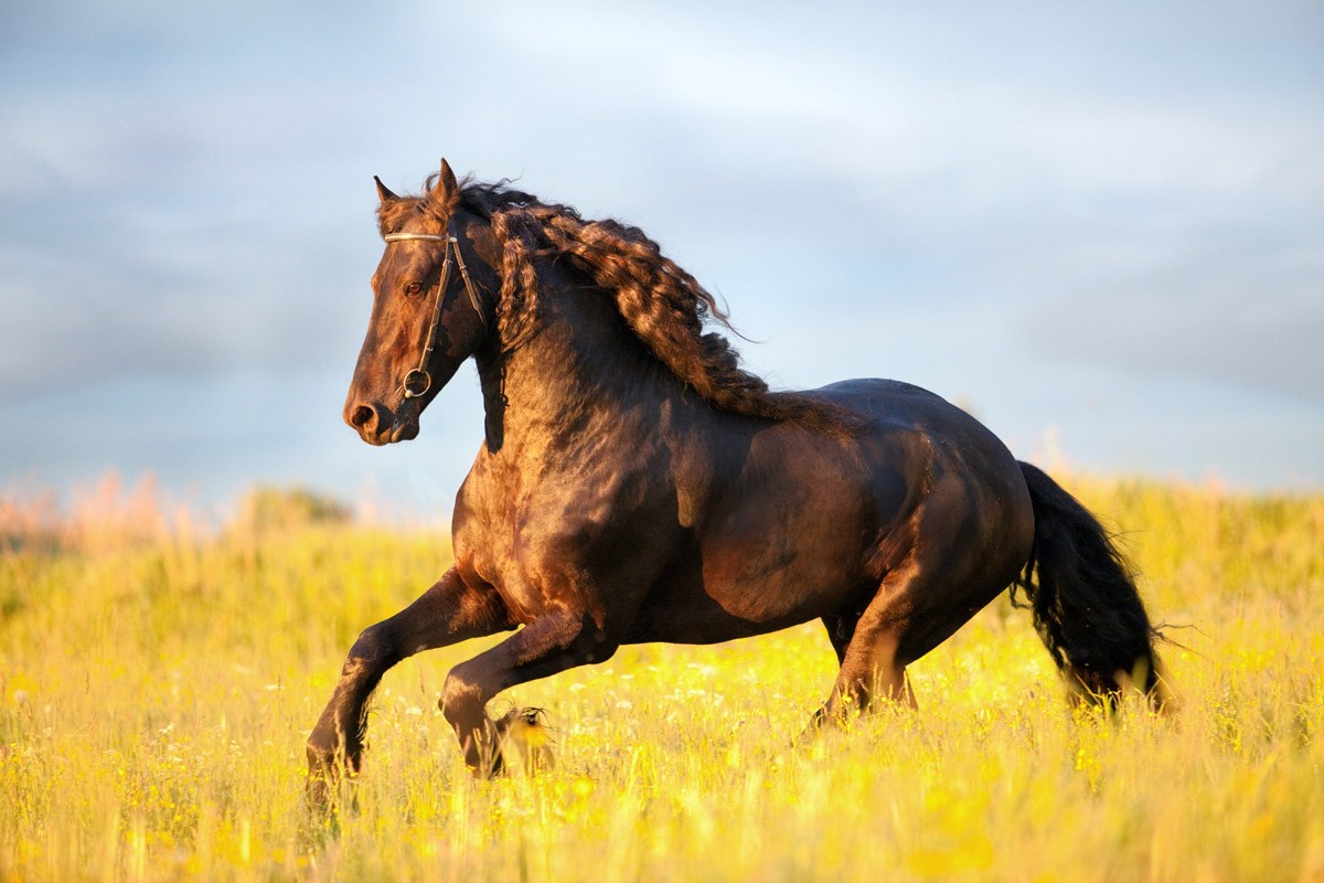 картинка Фотообои коричневый конь с кудрявой гривой скачущий по травеот интернет-магазина Фотомили