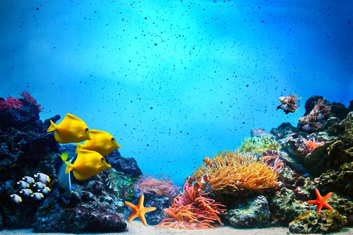 картинка Фотообои рифовые рыбки с кораллами и морскими звездамиот интернет-магазина Фотомили
