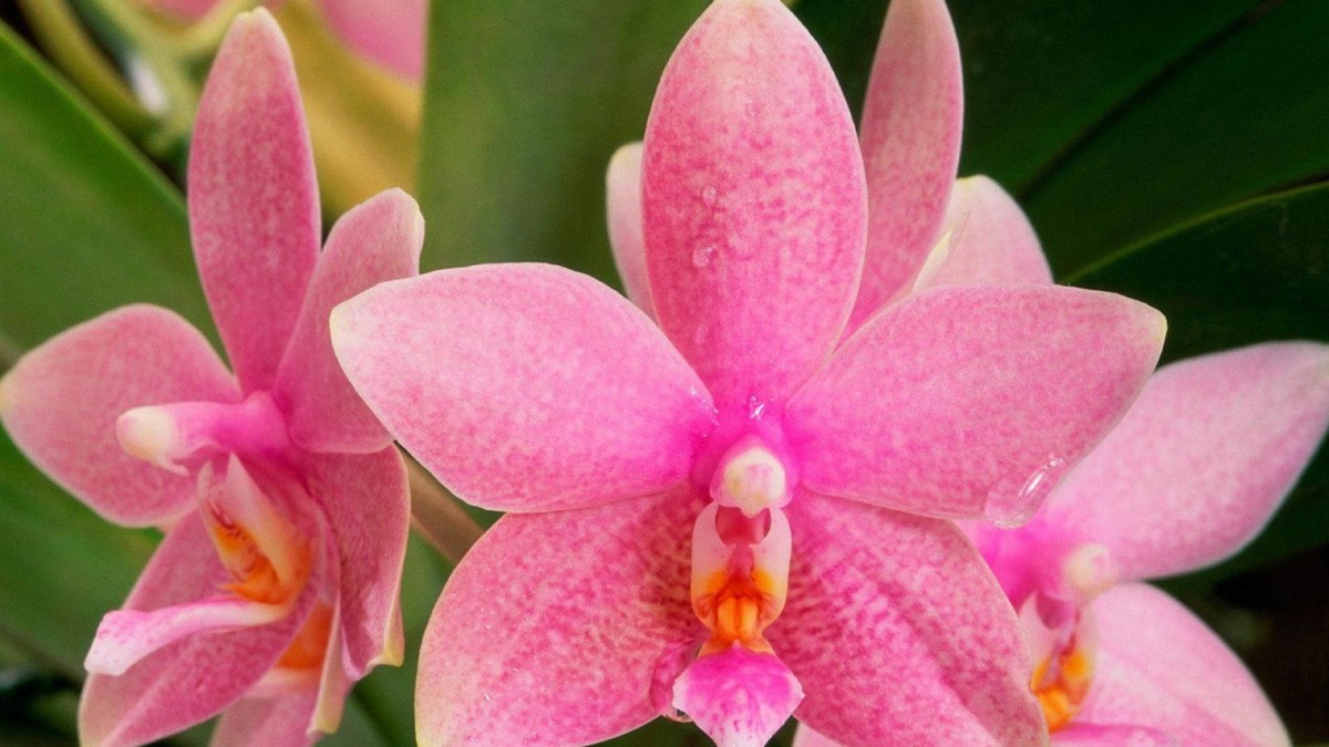 картинка Фотообои розовые орхидеи крупным планом с капельками росыот интернет-магазина Фотомили