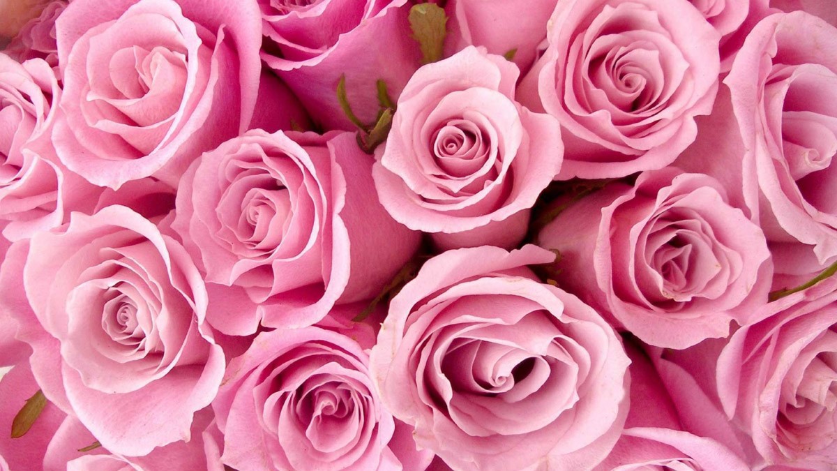 картинка Фотообои много розовых роз крупным планомот интернет-магазина Фотомили