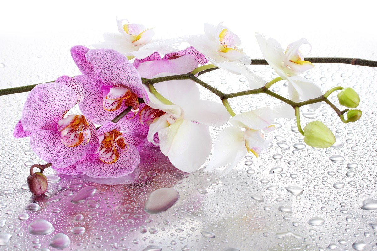 картинка Фотообои бело-розовая веточка орхидеи на капельках водыот интернет-магазина Фотомили