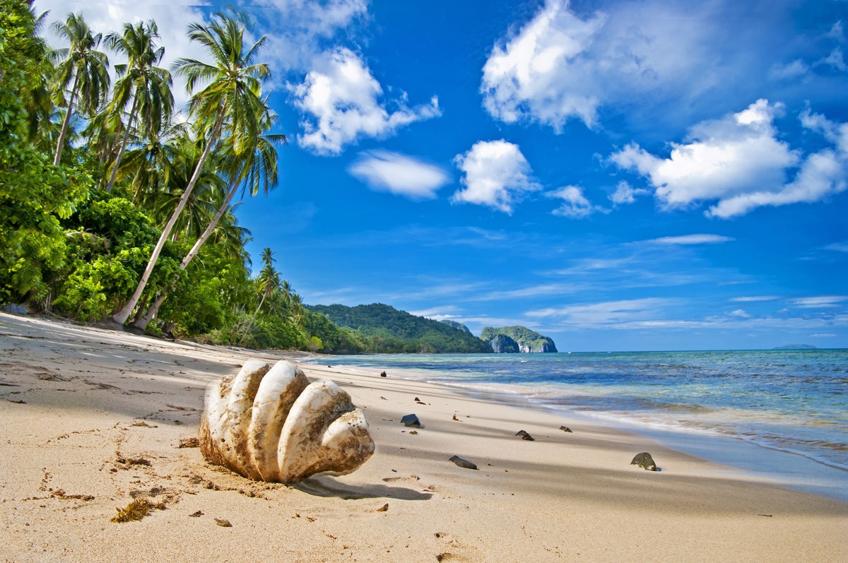 картинка Фотообои большая белая ракушка на фоне пляжа с пальмами и скаламиот интернет-магазина Фотомили