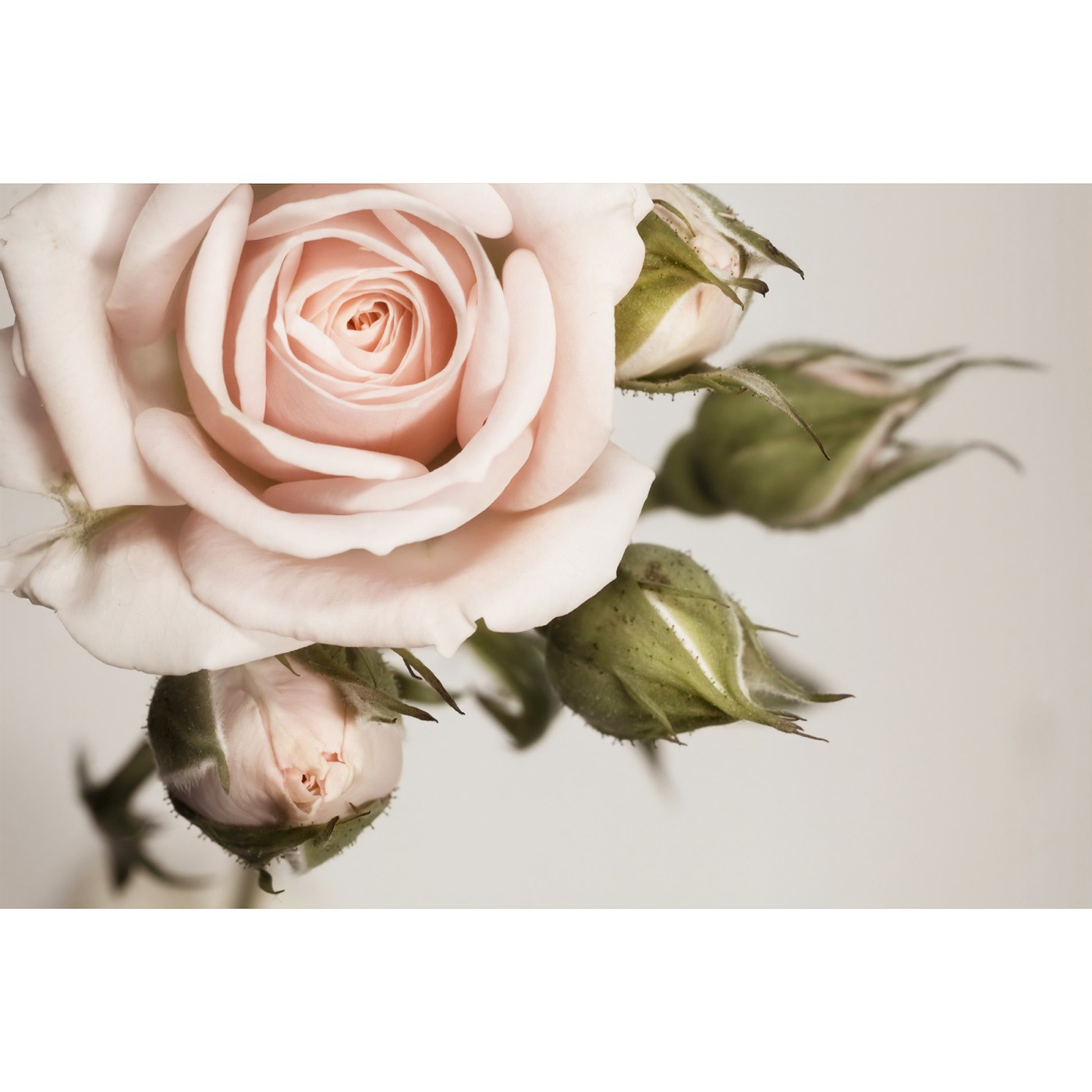 картинка Фотообои веточка нежной розы с нераспустившимися бутонамиот интернет-магазина Фотомили
