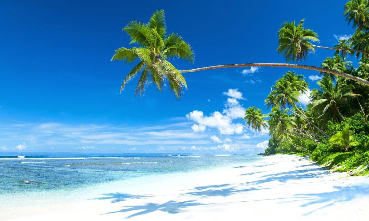 картинка Фотообои пляж с невероятным морем и пальмамиот интернет-магазина Фотомили