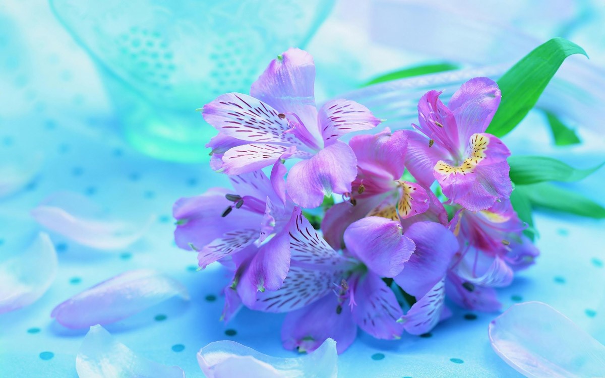 картинка Фотообои веточка орхидеи с лепестками на нежно голубом фонеот интернет-магазина Фотомили
