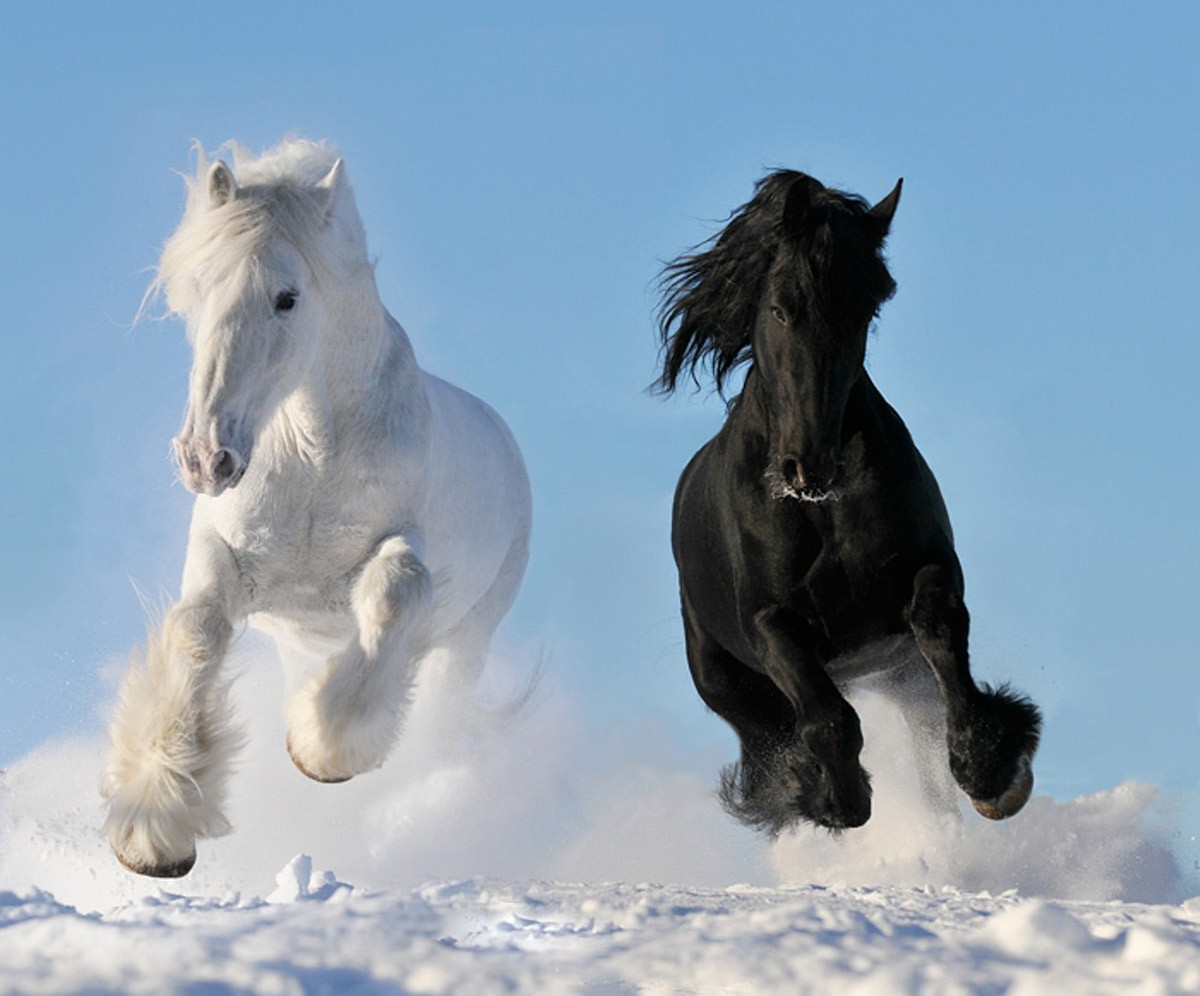 картинка Фотообои черный и белый конь скачущие по снегуот интернет-магазина Фотомили