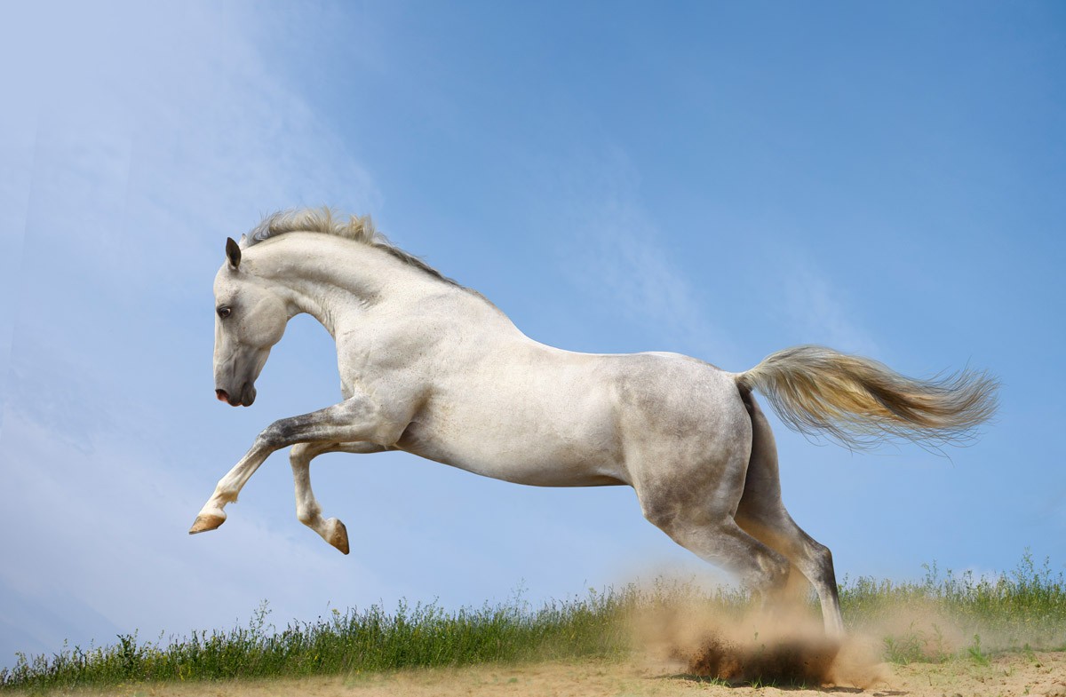 картинка Фотообои белый конь в прыжкеот интернет-магазина Фотомили