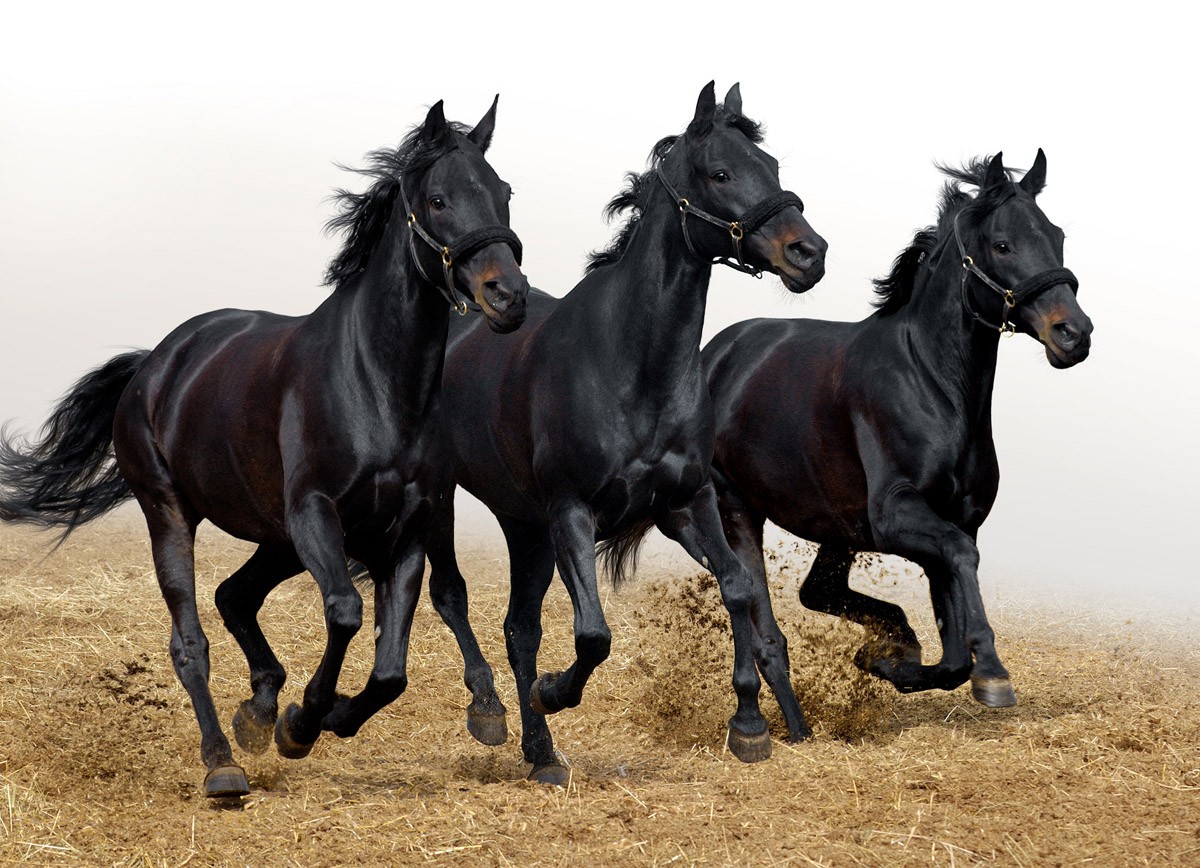 картинка Фотообои три скачущих вороных коняот интернет-магазина Фотомили