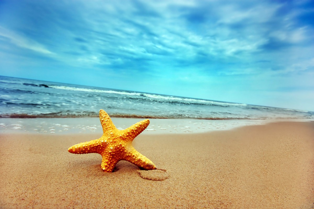 картинка Фотообои морская звезда на пляжеот интернет-магазина Фотомили