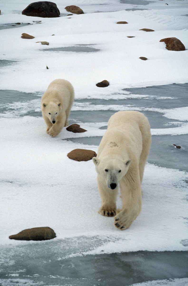 картинка Фотообои два белых медведя на фоне льда и камнейот интернет-магазина Фотомили