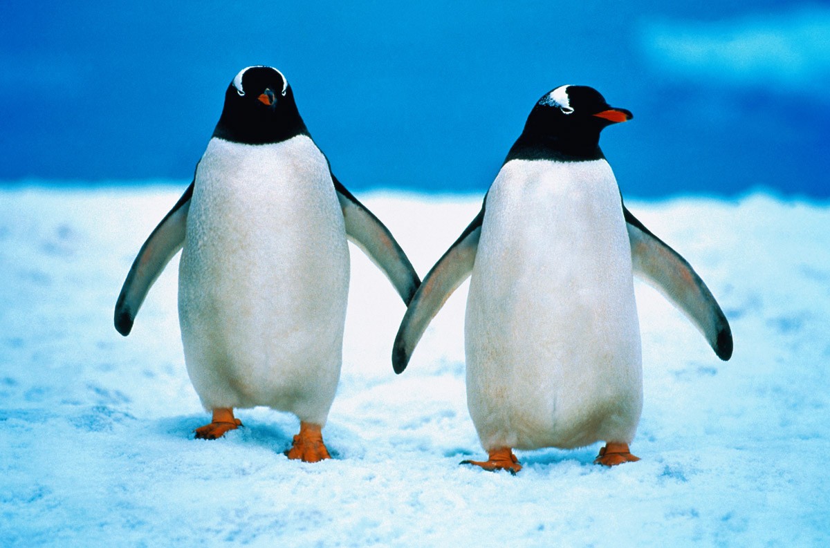 картинка Фотообои два пингвина идущие по снегуот интернет-магазина Фотомили