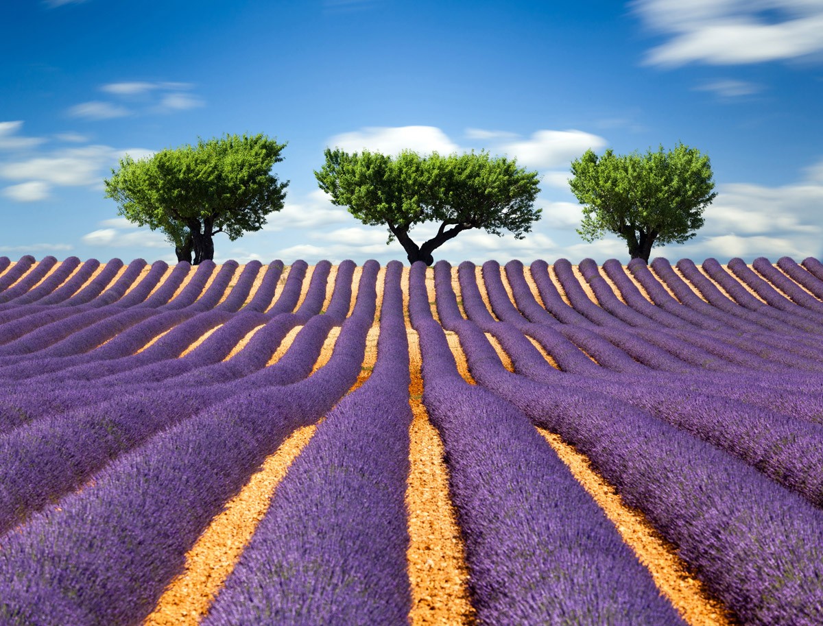 картинка Фотообои фиолетовое лавандовое поле на фоне неба и трех деревьевот интернет-магазина Фотомили