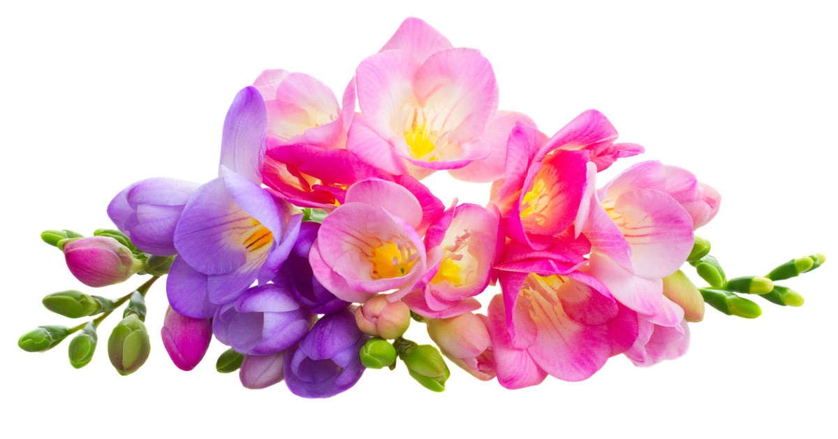 картинка Фотообои розовые и фиолетовые фрезии цветы с зелеными бутонамиот интернет-магазина Фотомили