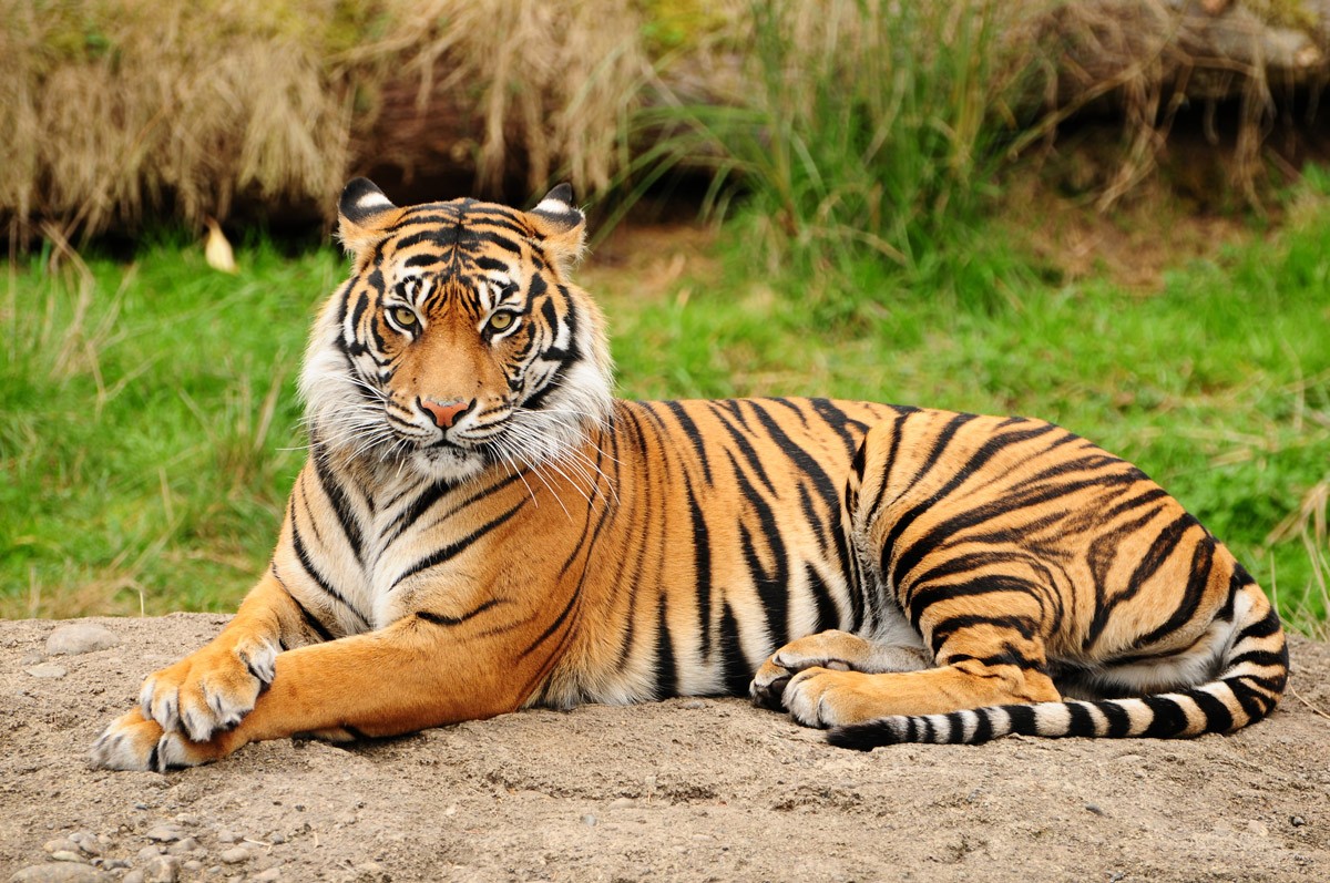 картинка Фотообои тигр лежит на камнеот интернет-магазина Фотомили